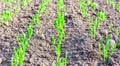 Young spring field with sprouts of corn. Nature close up background.  Winter wheats growths in fertile soil at warm autumn morning Royalty Free Stock Photo