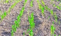 Young spring field with sprouts of corn. Nature close up background.  Winter wheats growths in fertile soil at warm autumn morning Royalty Free Stock Photo