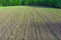 Young spring field with sprouts of corn. Nature close up background.  Winter wheats growths in fertile soil at warm spring morning Royalty Free Stock Photo