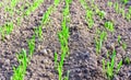 Young spring field with sprouts of corn. Nature close up background.  Winter wheats growths in fertile soil at warm spring morning Royalty Free Stock Photo