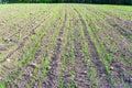 Young spring field with sprouts of corn. Nature close up background.  Winter wheats growths in fertile soil at warm spring morning Royalty Free Stock Photo