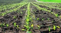 Young spring field with sprouts of corn. Nature close up background.  Winter wheats growths in fertile soil at warm spring morning Royalty Free Stock Photo