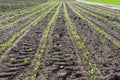 Young spring field with sprouts of corn. Nature close up background.  Winter wheats growths in fertile soil at warm spring morning Royalty Free Stock Photo