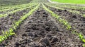 Young spring field with sprouts of corn. Nature close up background.  Winter wheats growths in fertile soil at warm spring morning Royalty Free Stock Photo