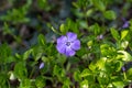 Young spring flower Periwinkle plant with green leaves and blue flowers Royalty Free Stock Photo