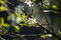 Young spring flowers that decorate trees and cheeses a beautiful scent,buds, first spring springs