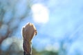 Young spring fresh leaves of rowan and red ant on a blue sky background. Spring background. Royalty Free Stock Photo