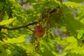 Young fresh oak apple Royalty Free Stock Photo