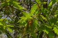 Young spring oak apple Royalty Free Stock Photo