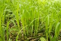 Young spring grass