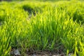 Young spring grass growing from fertilizer