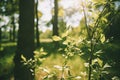 Young Spring Green Leaf Leaves Growing In Branch Of Forest Bush Plant Tree. Young Leaf On Boke Bokeh Natural Blurred Royalty Free Stock Photo