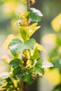 Young Spring Green Leaf Leaves And Unblown Buds Of Blackcurrant, Ribes nigrum, black currant, cassis Growing In Royalty Free Stock Photo