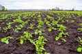 Young spring green shoots growing on the field in fertile black soil. Landscape with agricultural plantation land