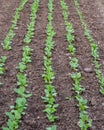 Young spring green shoots of radish grow on fertile soil. Rows of green vegetable crops grow in the farmer`s field. Agricultural