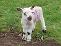 Cute Young Spring Lamb Playing Royalty Free Stock Photo