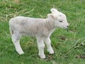 Cute Young Spring Lamb Playing Royalty Free Stock Photo
