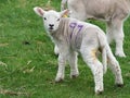 Cute Young Spring Lamb Playing Royalty Free Stock Photo