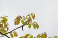 Young spring leafs and catkins of a walnut tree Royalty Free Stock Photo