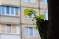 Young spring leaves against the windows of a multi-storey building