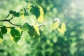 Young spring leaves lit by sunbeams - sun rays Royalty Free Stock Photo