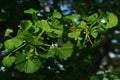 Young spring leaves of broadleaf tree Ginkgo Biloba, often marketed as food supplement improving congnitive functions