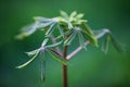 Young spring leaves of chestnut close-up