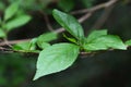 Young spring leaves of decorative deciduous tree Japanese Snowbell, latin name Styrax Japonicus