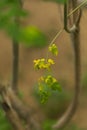 Young spring leaves of an elm tree in a forest Royalty Free Stock Photo