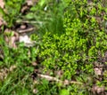 Young spring leaves of Ferghana meadowsweet, an ornamental shrub in a spring garden. Fresh leaves of decorative spirea