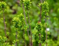 Young spring leaves of Ferghana meadowsweet, an ornamental shrub in a spring garden. Fresh leaves of decorative spirea