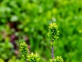 Young spring leaves of Ferghana meadowsweet, an ornamental shrub in a spring garden. Fresh leaves of decorative spirea