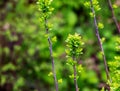 Young spring leaves of Ferghana meadowsweet, an ornamental shrub in a spring garden. Fresh leaves of decorative spirea