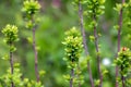 Young spring leaves of Ferghana meadowsweet, an ornamental shrub in a spring garden. Fresh leaves of decorative spirea