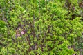 Young spring leaves of Ferghana meadowsweet, an ornamental shrub in a spring garden. Fresh leaves of decorative spirea