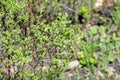 Young spring leaves of Ferghana meadowsweet, an ornamental shrub in a spring garden. Fresh leaves of decorative spirea