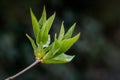 Young spring leaves, the first spring starts on branch , closeup, dark background, copy space