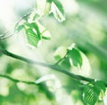 Young spring leaves lit by sunlight (sun rays) Royalty Free Stock Photo