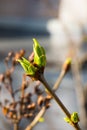 Young spring leaves