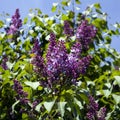 Young spring lilac bush, fresh balmy inflorescences Royalty Free Stock Photo