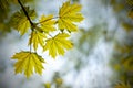 Young spring maple leaves on a blurred natural background. Royalty Free Stock Photo