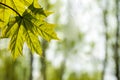 Young spring maple leaves on a blurred natural background. Royalty Free Stock Photo