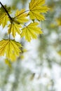 Young spring maple leaves on a blurred natural background. Royalty Free Stock Photo