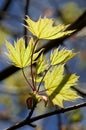 Young spring maple leaves on the branch Royalty Free Stock Photo