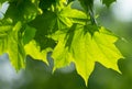 Young spring maple leaves Royalty Free Stock Photo