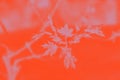 Young spring maple leaves, orange lush lava toned, background with leaves pattern Royalty Free Stock Photo