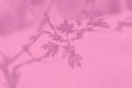 Young spring maple leaves, pink toned, background with leaves pattern Royalty Free Stock Photo