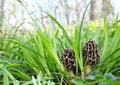 Young spring morel mushrooms grew among tall, green grass on a sunny day. Royalty Free Stock Photo