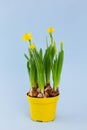 Young spring narcissus flowers in pot on pastel blue background, symbol of the beginning of spring, vertical