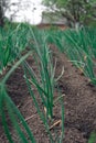 Young spring onion sprout on the field. Organically grown onions with chives in the soil. Organic farming. village nature food, Royalty Free Stock Photo